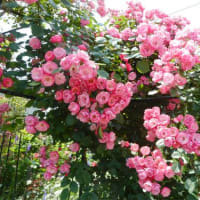 バラの花　２０２５/６