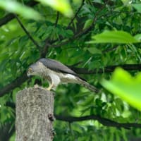 心に残る情景*「鳥景」見沼の小さな森・ツミの家族
