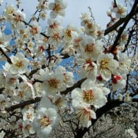 桜咲く