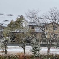 使用期限あり
