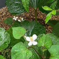 母之理主（モノリス）よ　応答　せよ