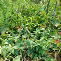 食べたら植える