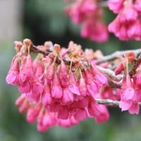 大仙公園のサクラ（２０２５年３月１７日）