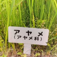 花菖蒲を見て来ました