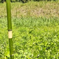 マダケVS除草剤