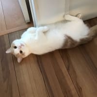 チャーミングの病気の前後に