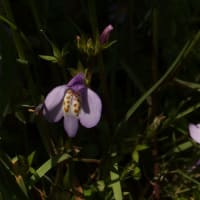 4月のきすみの