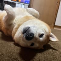 我が家のアイドル柴犬夢、本日永眠………