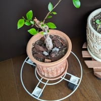 再生！
