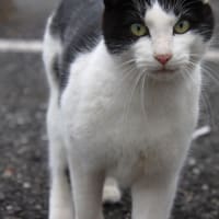 ご近所の猫・犬
