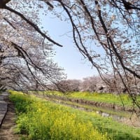 久喜周辺の桜を一挙公開♫