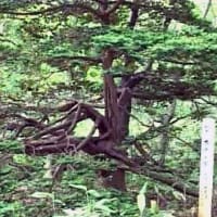 海鳥のサンクチュアリ　天売島と森林浴を楽しむメルヘンの焼尻島　６０回目　焼尻島