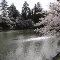 桜を求めて～上杉神社