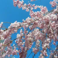 おしゃべりな4月