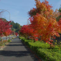 内子町国道56号線沿いの紅葉がかわいそう