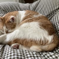 本日の猫たち#231