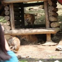 出会えて、とても嬉し、野生のキツネの姿、ドキドキ眺め　(Ｋ村、宮城県白石市)