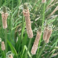 にこパパの思い出貯金「あっ！！きれい」ときめく瞬間を残してみよう。草花編