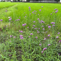 タペストリーと花