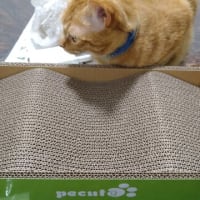 塾猫ミヤコ，5歳となりました