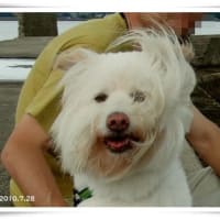 カシワバアジサイの剪定★赤い灯台★雨上がりのランデブー