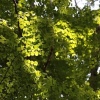 都立野川公園の新緑