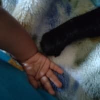赤ちゃんと猫と