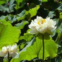 ニ千年の時を経て開花した大賀ハス～府中郷土の森公園～