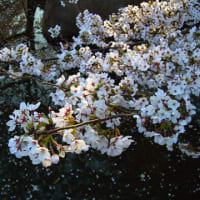 今日の桜通信 ～2006年4月7日・その2