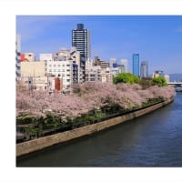 大川沿いの満開桜
