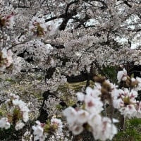 春うららかに…