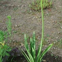 「アバがンサス」の花、バージン花です。