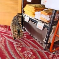 プーさん　北海道檜山郡厚沢部町　俄虫温泉旅館に　立ち寄り入浴したんだよおおう