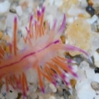 ウミウシいっぱい