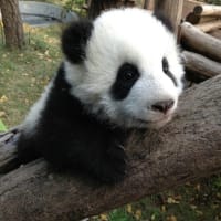 成都パンダ基地行き方　成都パンダ基地観光　成都パンダ基地地下鉄　成都パンダ抱っこツアー