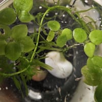 5月生まれの楊貴妃メダカの赤ちゃん