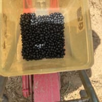 小豆、黒大豆種まき