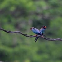 ブッポウソウ　求愛給餌　その３／岡山県