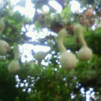 木漏れ日に揺れたひょうたん