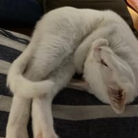 お久しぶりです。クロチロ元気にしております。