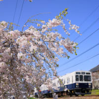 寺下駅の桜と1000系