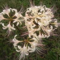 彼岸花は赤だけでしょうか?