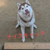 しおれてた