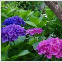 地植えの紫陽花