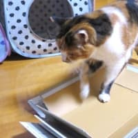 「聞く耳持たず」