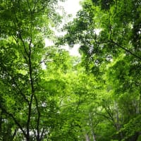 夏の櫛形山（山梨県百名山）