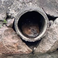 ５月振り返り