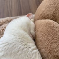 雪が積もりました