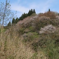 山に行ってきた