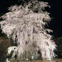 桜の松本